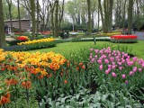 Keukenhof flower garden